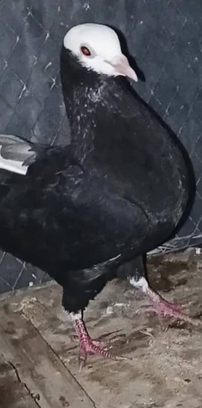 Mukhi female 03114395785