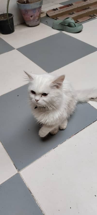 Persian cat