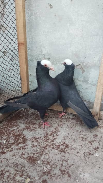 Black Mukhi Breader Pair