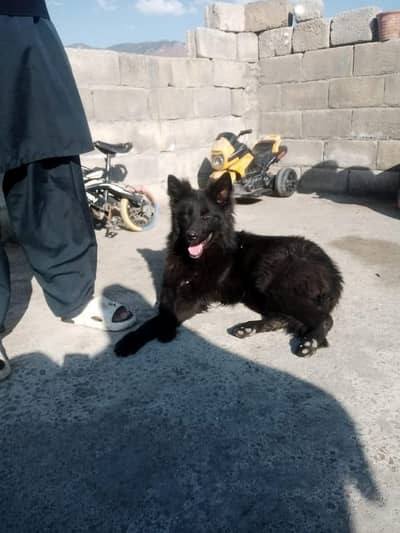 Triple coat long hair king star shepherd