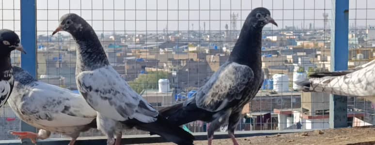 Grunted Highflyer baby pigeon Top Quality