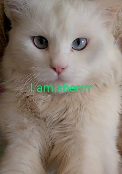 white pursion male cat