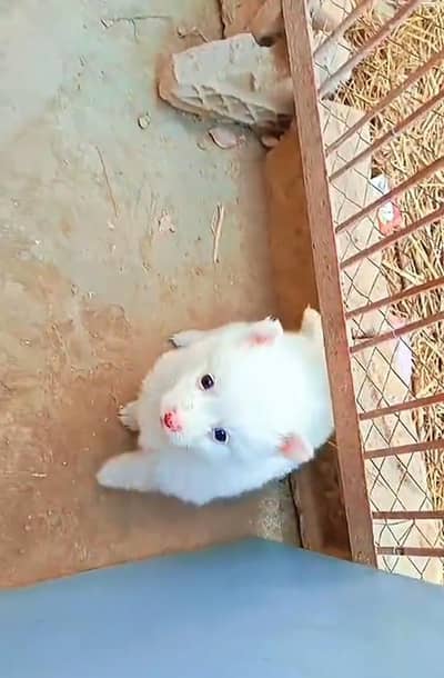 Russian puppy for sale Contact Me wattsapp 0323/3070027