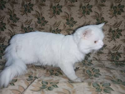 Persian cat male
