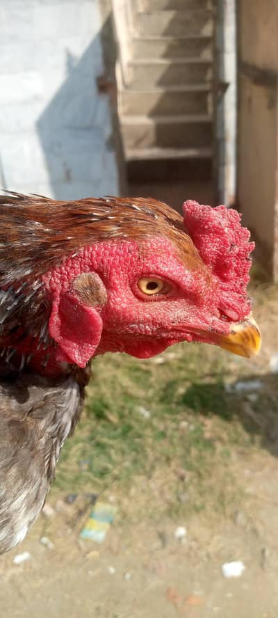 Original Thai male bareed 2 years old