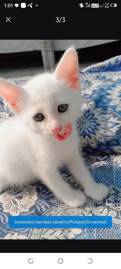 cat lo ga to yad karo ga