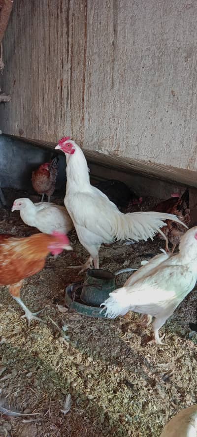 aseel Heera for sale