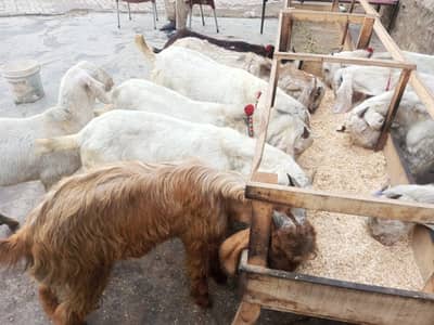 bakre for sale rajan puri  2,3 or nasal ke hain