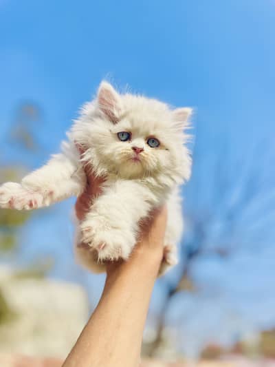 Blue eyes triple coated kitten for sale