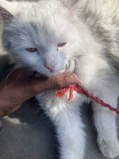 Im selling triple coat male cat