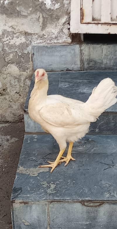 1 heera aseel Cros dogli hen murgia 03265847592