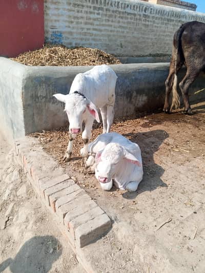 Cow and Nukray Bachray