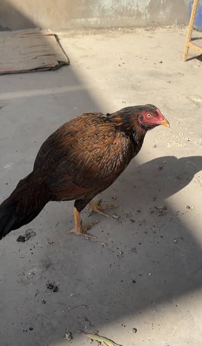 Aseel Murgi (Hen)