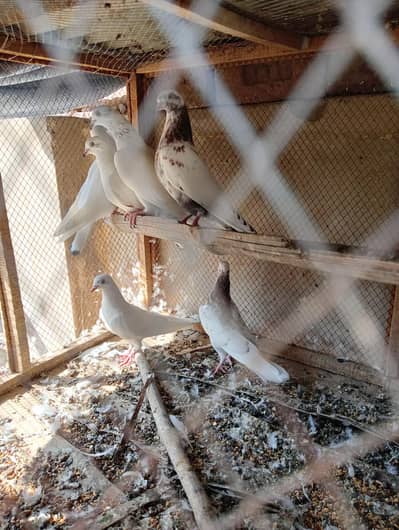 Patti waly 03177118780