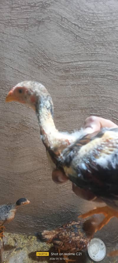 Sindhi cross with mianwali