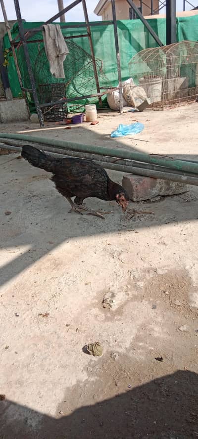 Golden misri 1500 per peace total 9 piece