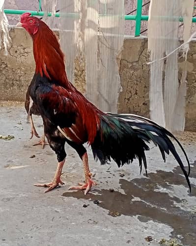 Lakha mianwali aseel