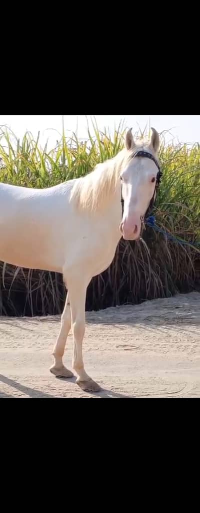 Chandi Nukra for sale in Karachi