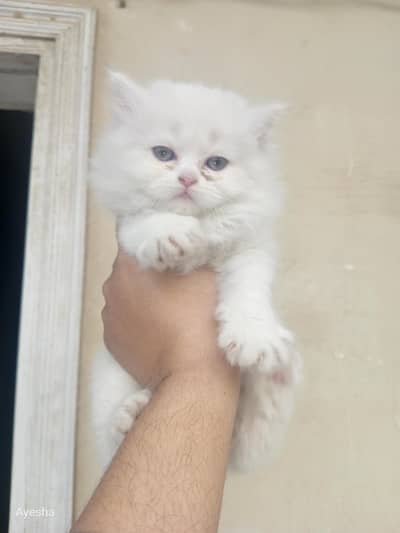 white persian female kitten for sale