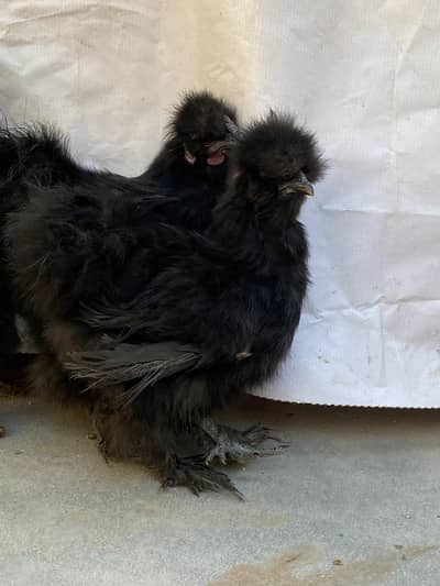 Black Silkie 1 male and 2 female trio for sale