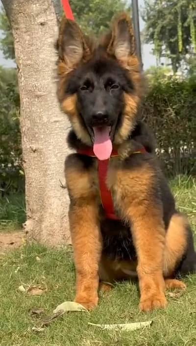 German shepherd puppies  my WhatsApp number 03245285207