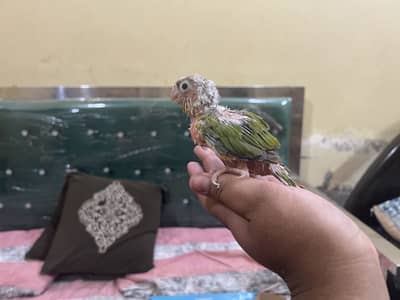 Pineapple conure chick for sale high red factor
