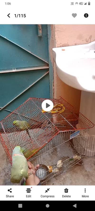 green parrots for sale and urgent basis
