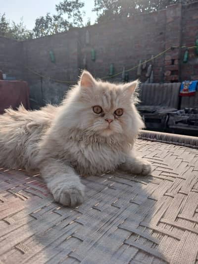 i am selling my male cat  full healthy and playfull