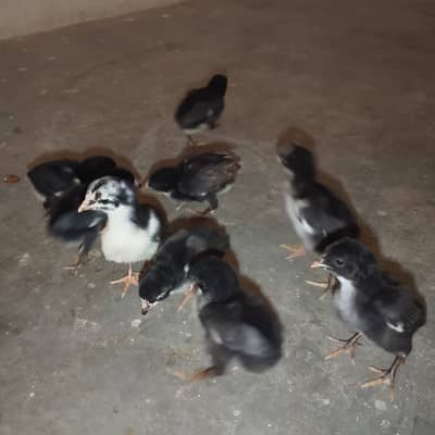 aseel | mianwali aseel | pakistani aseel | lakha | cheena | jawa