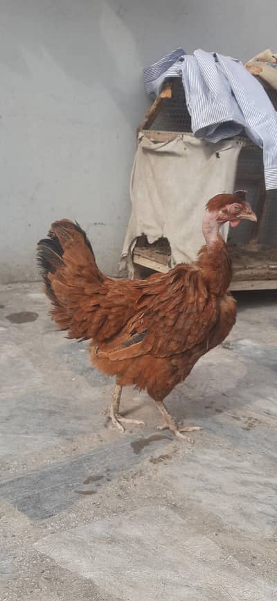 Hen is the sell for price RS 300