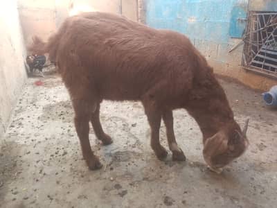 Desi Bakri | Goat | Bekri | بکری | Healthy Goats | Desi goat