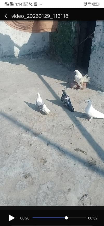 fancy kabootar sare sale karne hain