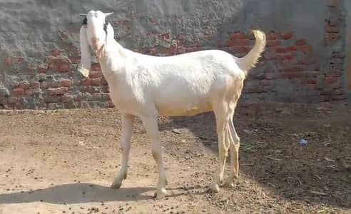 Bakri
