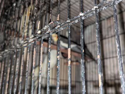 Coakatail Breeder Pair | 3 Coakatail Chicks | 2 Egg Boxes | 1 Cage