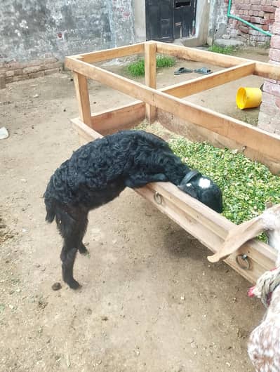 pure ambertasri breed path