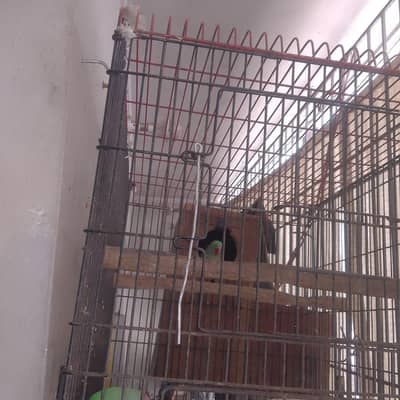 breeding pair video available contact 03222454539