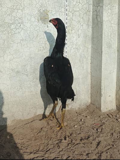 shamo +thai age 7moth long hight fulll black female