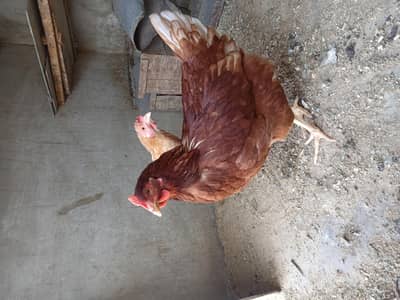 lohman brown 2 hens looking for a new shelter urgent sale