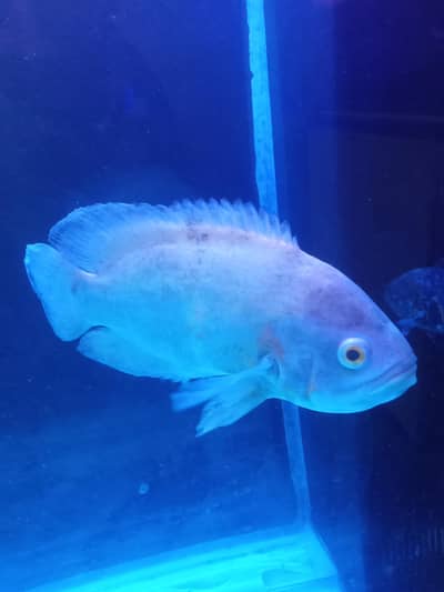 albino Oscar 10 inch 1 piece severam 1 piece tiger Oscar