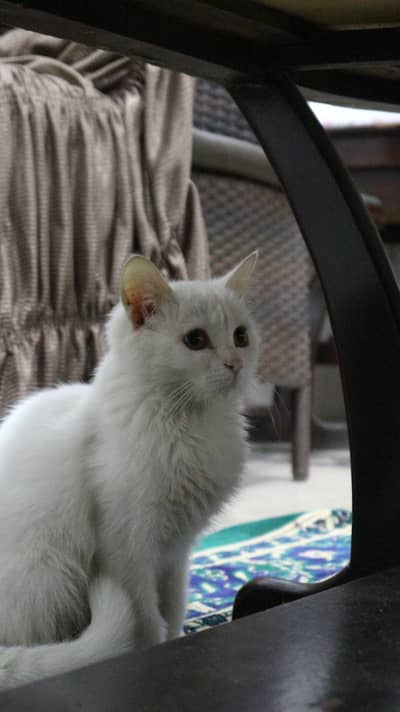 2 Pure White Persian Female Kittens