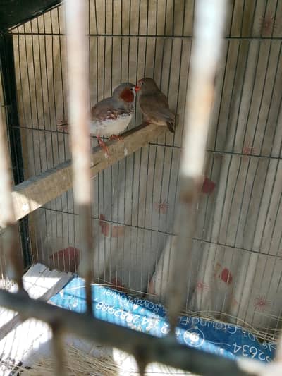 finch pair ready to breed