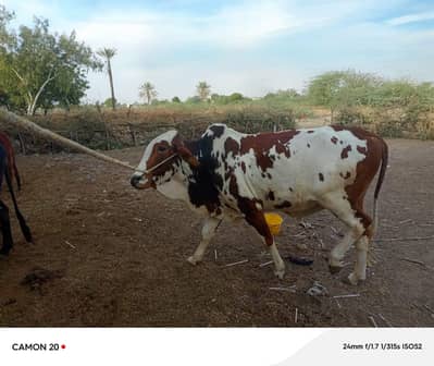 Ghar ka pala janwer  sale 03272360091