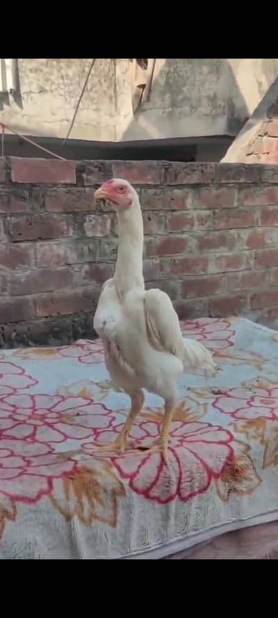 king size o shamo white females , round face