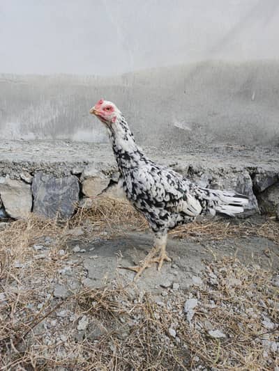 cheeni madi high Quality ando ki garanty