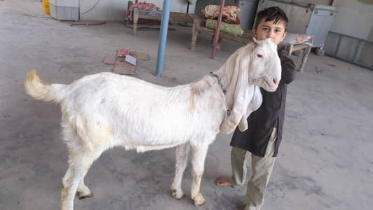 gulabi nasal bakari he 4 dant