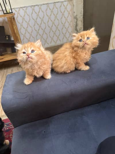 Persian kittens
