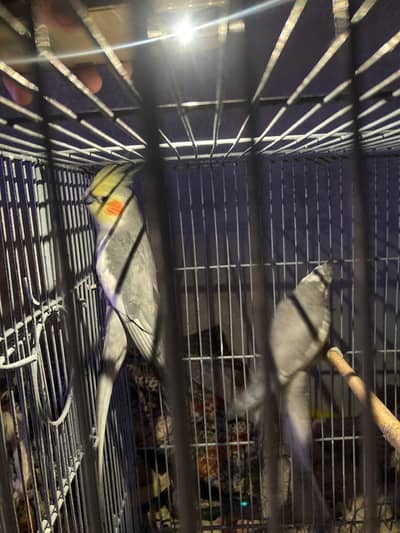 GREY COCKTAIL & WHITE FACE COCKTAIL