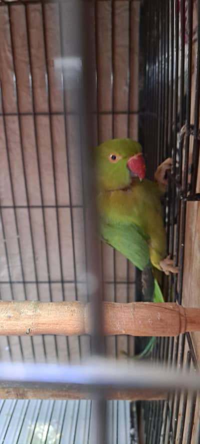 healthy breeder female