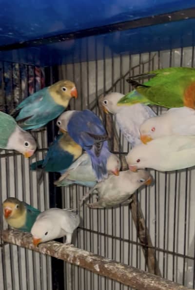 mix colours lovebirds