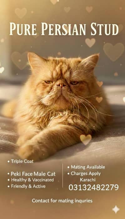 Persian Male Cat Available For Matting/We also offer boarding service